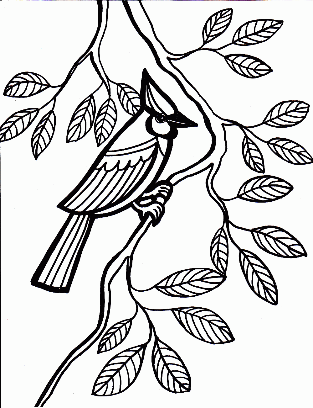 Bird Coloring Pages Coloring Kids