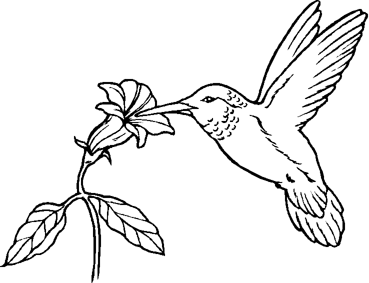 Bird Coloring Pages (12) | Coloring Kids