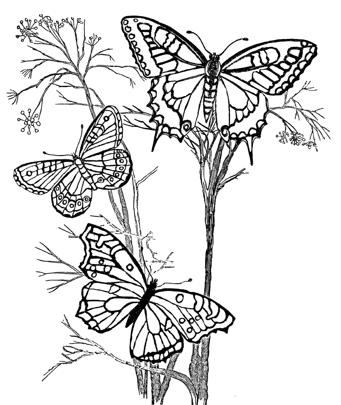 Butterfly Coloring Pages (27) Coloring Kids - Coloring Kids