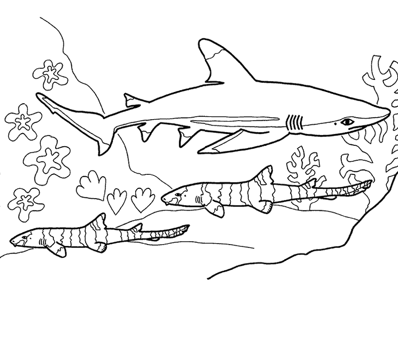 Shark Coloring Pages  Coloring Kids