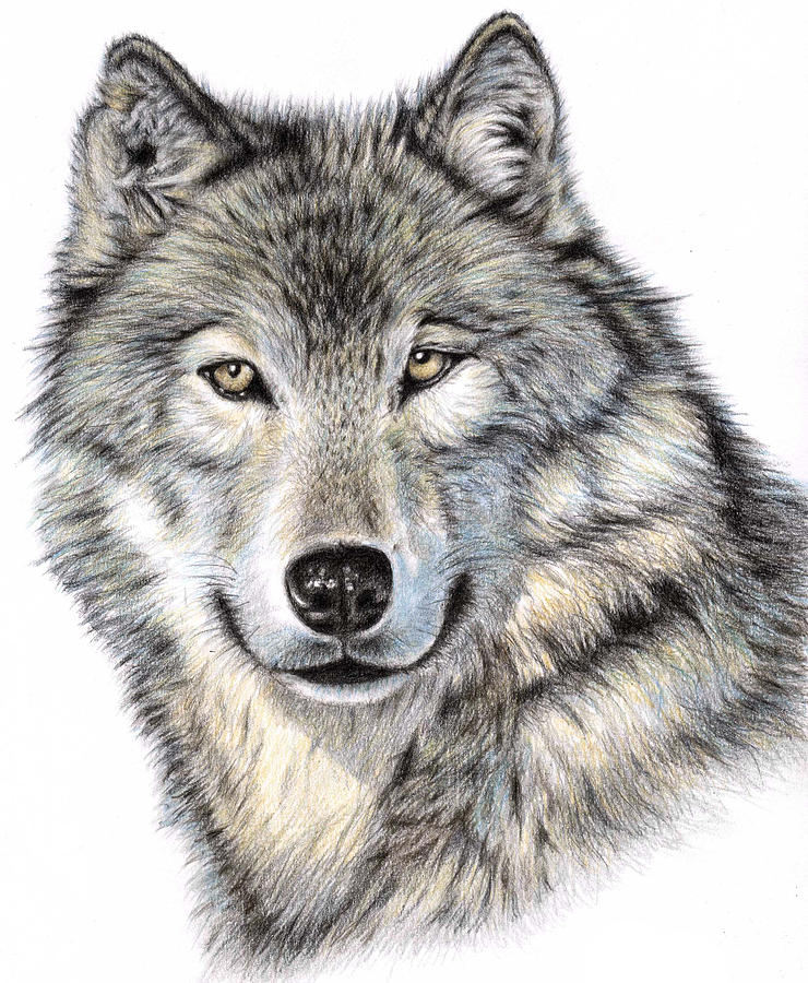 wolves coloring