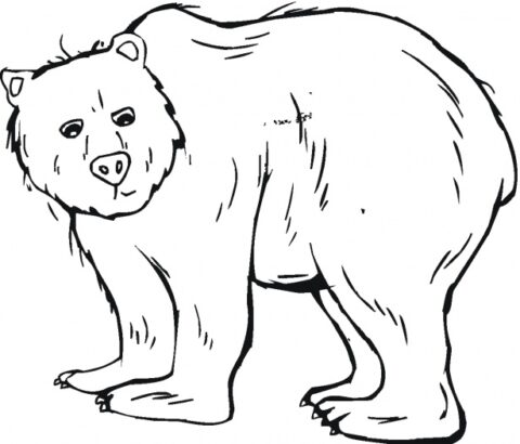 Bear Coloring Pages (6)