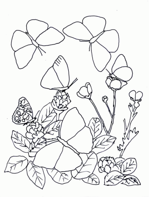 Butterfly-Coloring-Pages-1