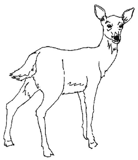 Deers-coloring-page-17