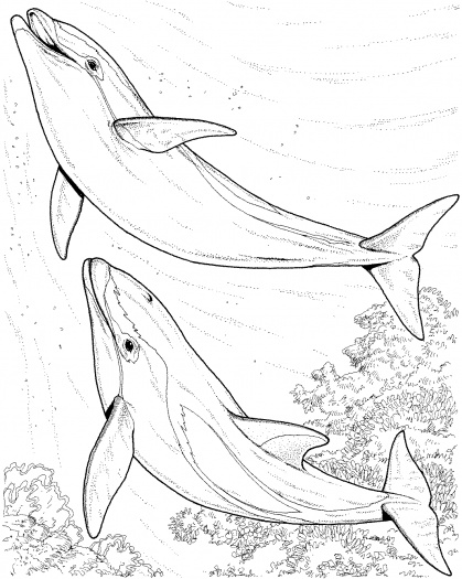 Dolphin Coloring Pages (12) - Coloring Kids