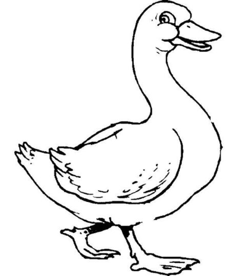 Ducks-coloring-page-15