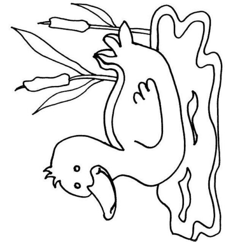 Ducks-coloring-page-17