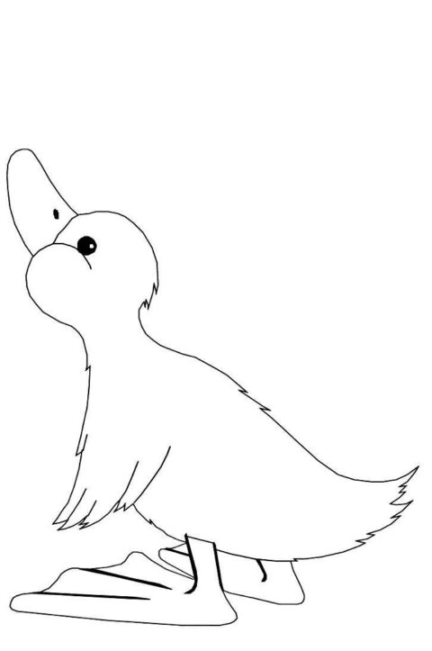 Ducks-coloring-page-4