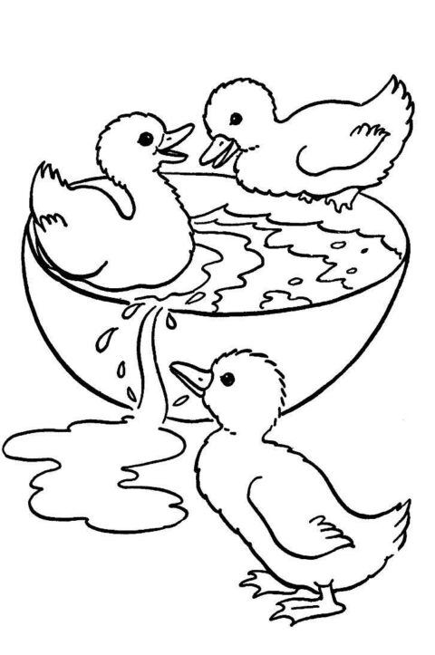 Ducks-coloring-page-6