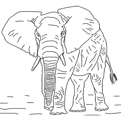 Elephants-coloring-page-13