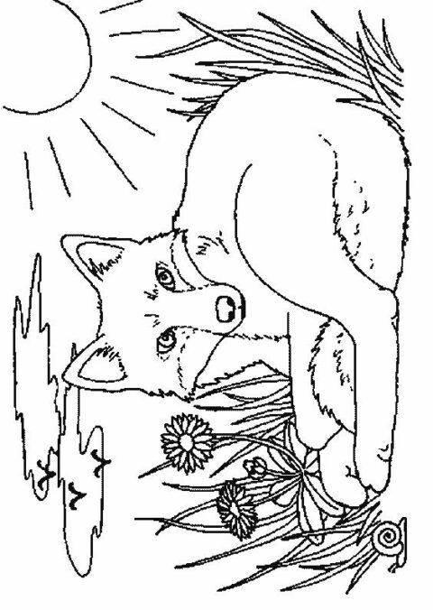 Foxes-coloring-page-15