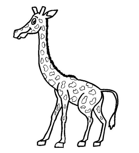 Giraffes-coloring-page-16