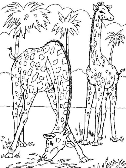 Giraffes-coloring-page-23