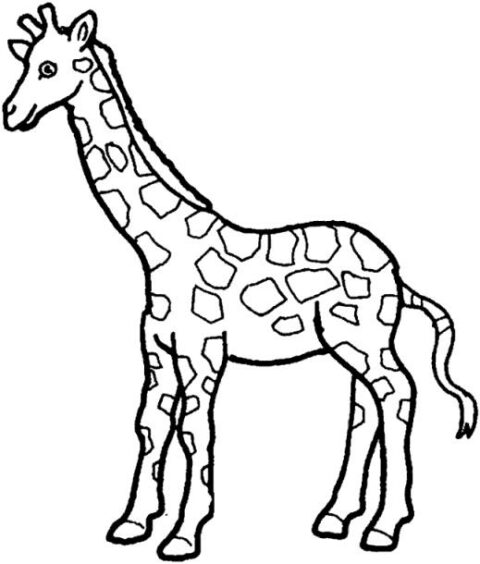 Giraffes-coloring-page-24
