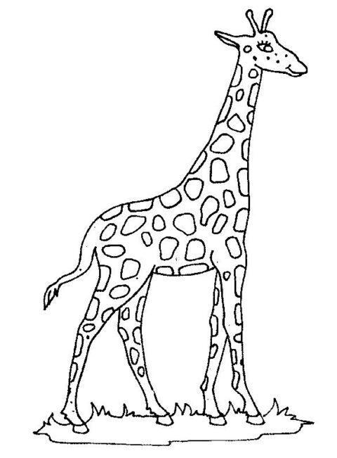 Giraffes-coloring-page-6