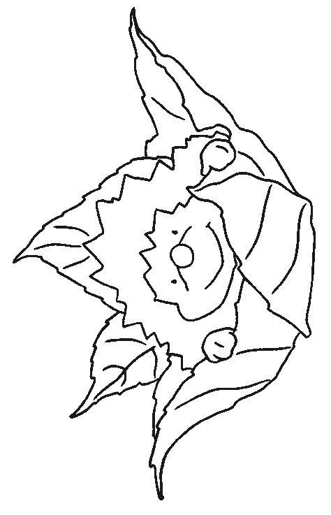 Hedgehogs-coloring-pages-2