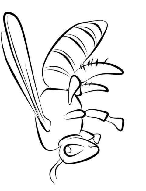 Insects-coloring-page-1