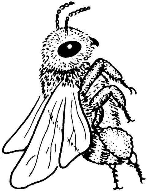 Insects-coloring-page-12
