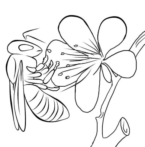 Insects-coloring-page-2