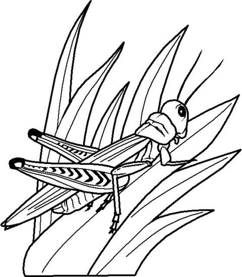 Insects-coloring-page-56