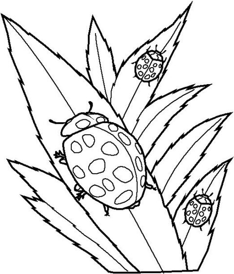 Insects-coloring-page-60