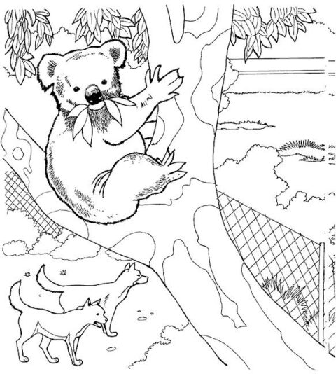Koala-coloring-page-7