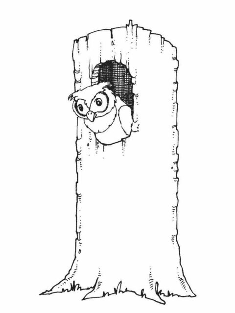 Owls-coloring-pages-4