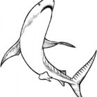 Shark Coloring Pages - Coloring Kids - Coloring Kids