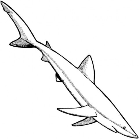Shark Coloring Pages - Coloring Kids