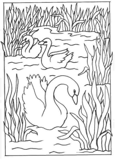 Swans-coloring-page-1
