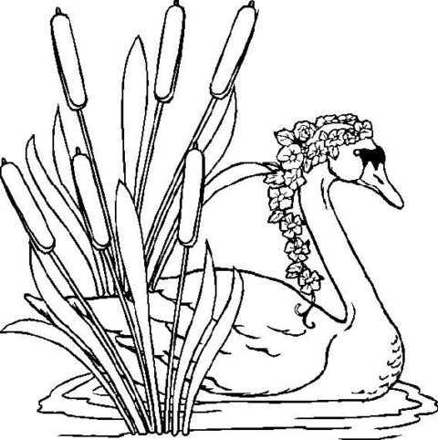 Swans-coloring-page-13