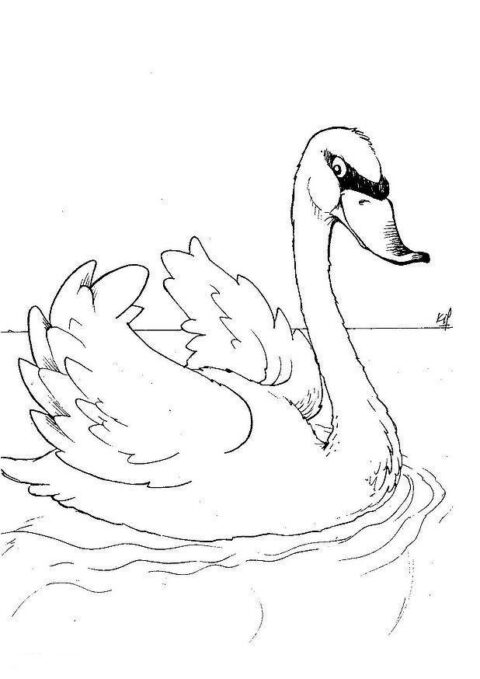 Swans-coloring-page-14