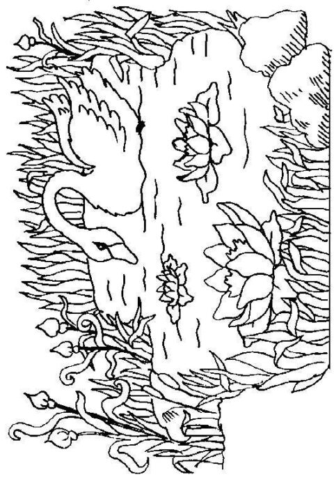 Swans-coloring-page-7