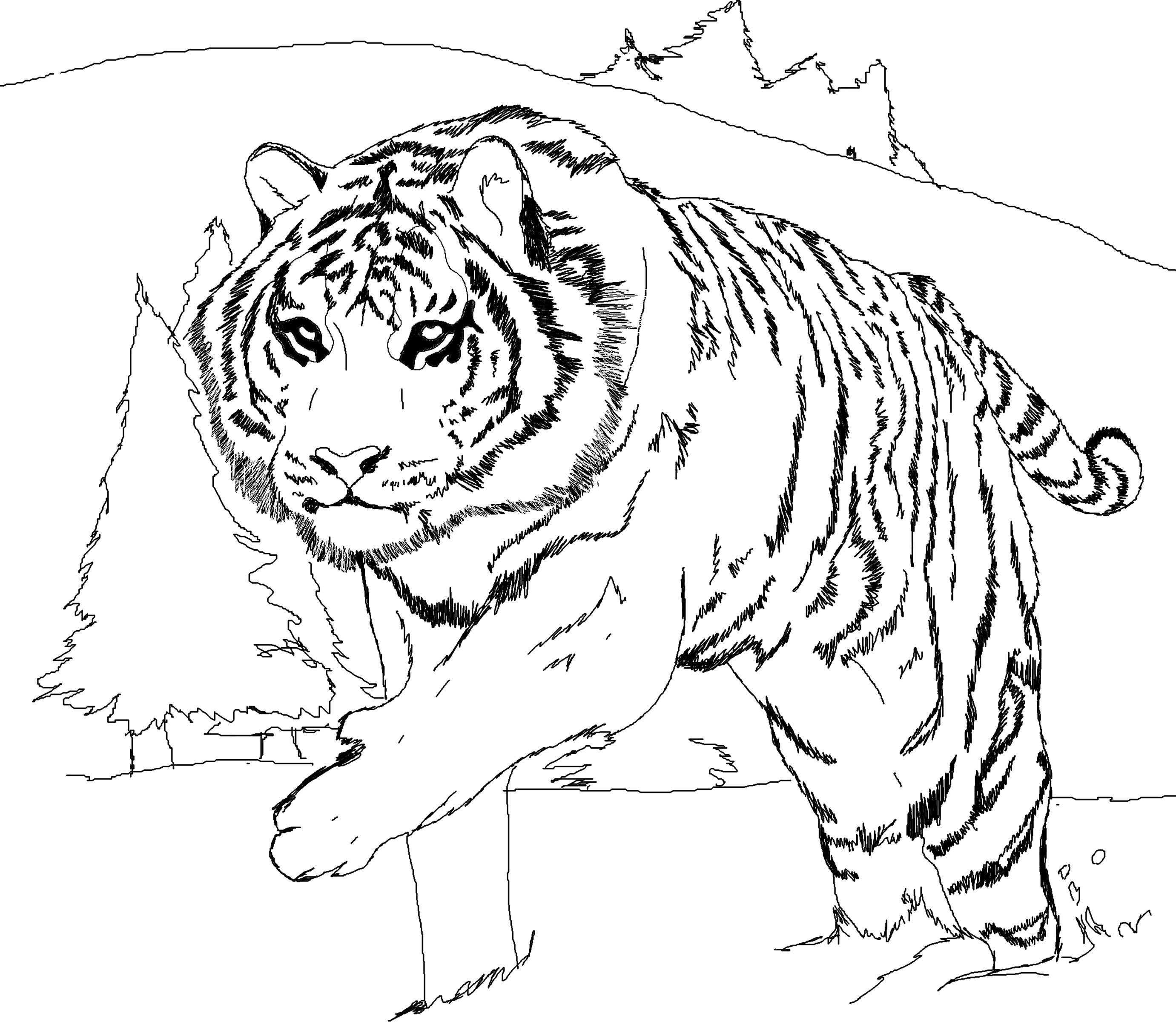 tigers coloring pages coloring kids  coloring kids