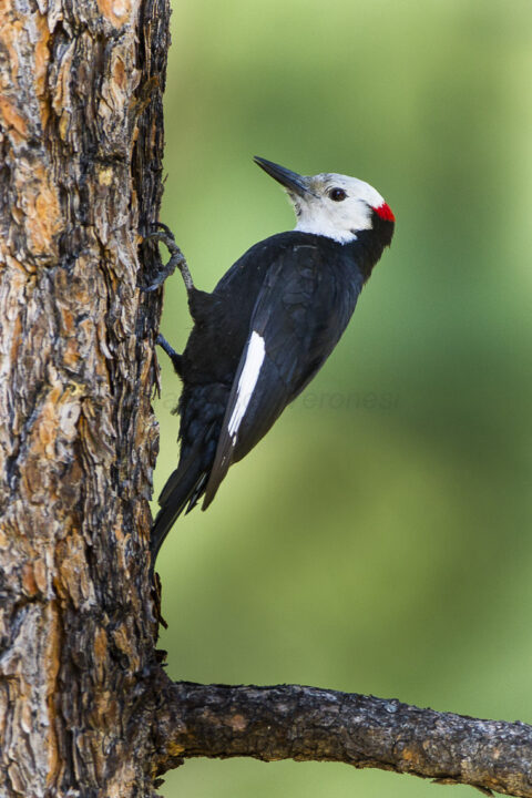 White-headed_Woodpecker_-_Sisters_-_Oregon