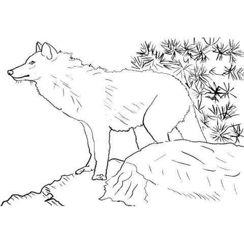 Wolves-coloring-page-24