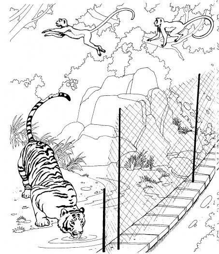 Zoo Coloring Pages (7)