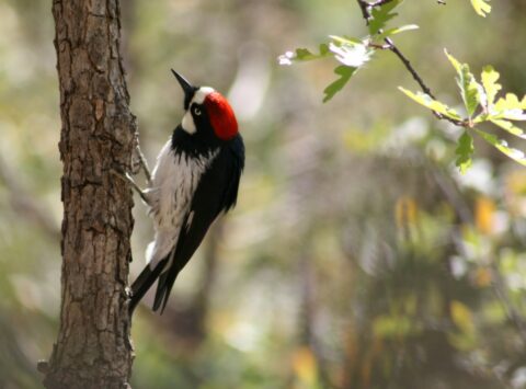 acorn-woodpecker