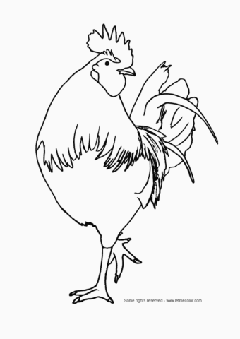 Animal Coloring Pages (11)