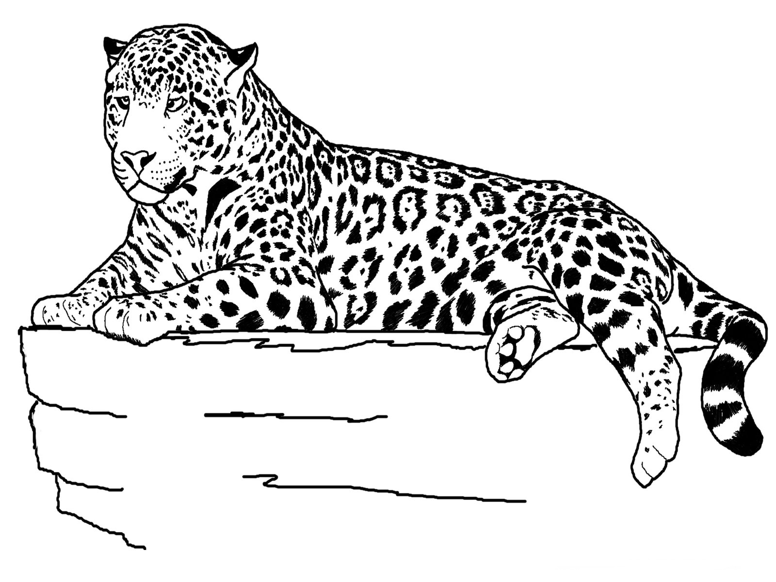 Animal Coloring Pages 16 Coloringkids