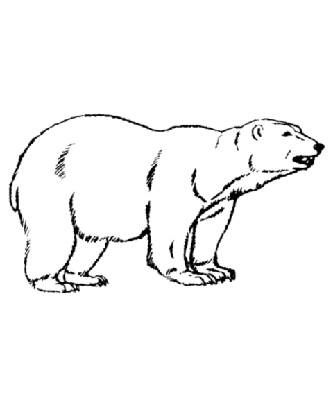 Bear Coloring Pages (24)