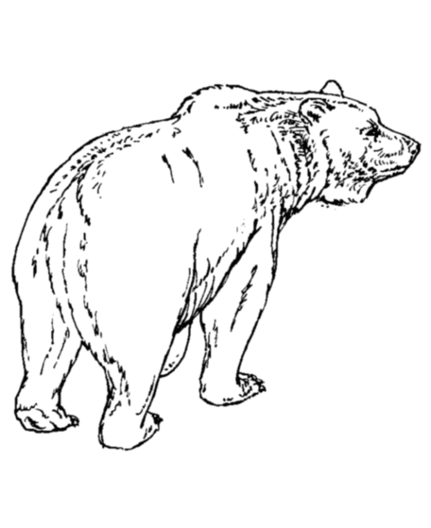 Bear Coloring Pages (28)