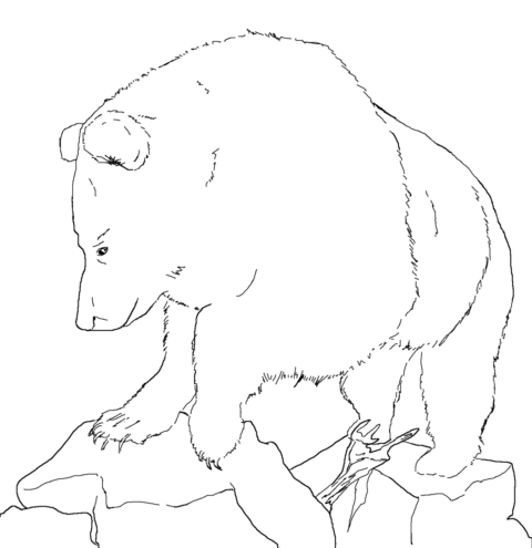 Bear Coloring Pages (29)