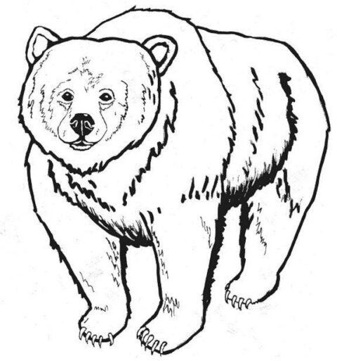 Bear Coloring Pages (4)