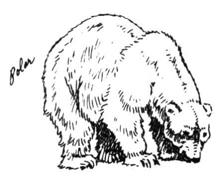 Bear Coloring Pages (9)