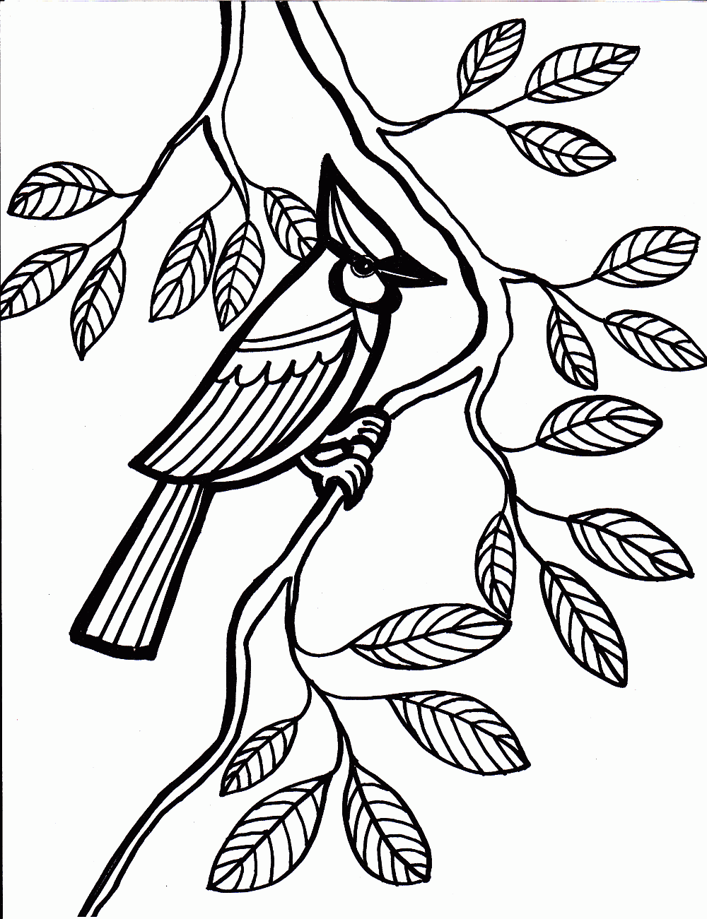 Printable Bird Coloring Pages