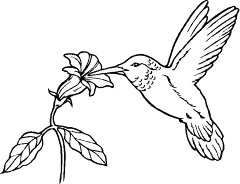 Bird Coloring Pages (12)