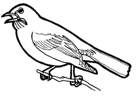 Bird Coloring Pages (8)