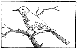Bird Coloring Pages (9)
