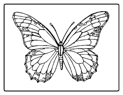 Butterfly Coloring Pages (10)